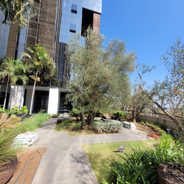 Jardim com oliveiras em edifício